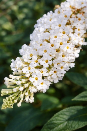 Буддлея Давида Літл Вайт|Buddleja davidii Butterfly Candy ® Little White|Буддлея Давида Литл Вайт